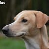 LEONIDAS