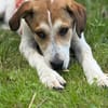 Agile Piper sucht ihre Familie
