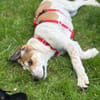 Agile Piper sucht ihre Familie