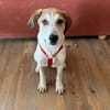 Agile Piper sucht ihre Familie