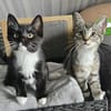 BIENE und Trixie