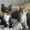 BIENE und Trixie