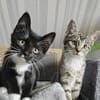 BIENE und Trixie