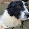 Rowdy - Zuhause zum Schmusen gesucht