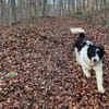 Rowdy - Zuhause zum Schmusen gesucht