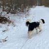 Rowdy - Zuhause zum Schmusen gesucht