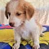 Maxi ein liebes Kerlchen