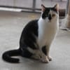 Lieber Tommy (Felv pos.)