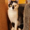 Lieber Tommy (Felv pos.)