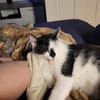 Lieber Tommy (Felv pos.)