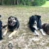 Ava sucht ein tolles Zuhause