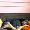 Ava sucht ein tolles Zuhause