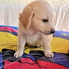 Betty sucht ein Körbchen