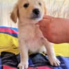 Betty sucht ein Körbchen