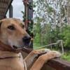 DIRKY * Sonniger Jungspund mit Köpfchen