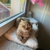 Hanuta sucht ein liebevolles Zuhause