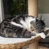 Schüchterne Alma sucht schönes Zuhause