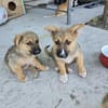 Fifi + Bondarel, Dreamteam sucht Familie