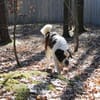 Bootsmann, Traumhund mit Handicap