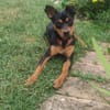 Billy sucht ein liebevolles Zuhause
