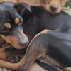 Billy sucht ein liebevolles Zuhause