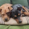 Billy sucht ein liebevolles Zuhause