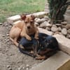 Billy sucht ein liebevolles Zuhause