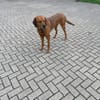 Vermittlungshilfe für Leo!