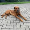 Vermittlungshilfe für Leo!