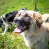 verkuschelte Tierschutzhündin Timea