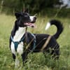 Wendy sucht dringend ein Zuhause