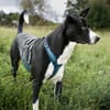 Wendy sucht dringend ein Zuhause