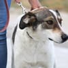 Elric ist ein wunderbarer, offener Hund!