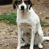 Elric ist ein wunderbarer, offener Hund!