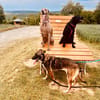 Toula - süßes Knickohr