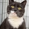 PINGUIN  Hübscher Kater sucht das Glück