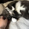 PINGUIN  Hübscher Kater sucht das Glück