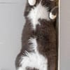 PINGUIN  Hübscher Kater sucht das Glück