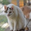 BATIDA-wunderschöne Tricolor-Katze