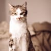 MUFFIN-wunderschöner Jung-Kater