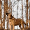 Vili-LM, Kuschelboy sucht Familie