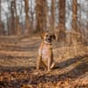 Vili-LM, Kuschelboy sucht Familie