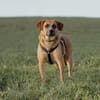 Vili-LM, Kuschelboy sucht Familie