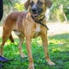 Vili-LM, Kuschelboy sucht Familie