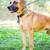 Vili-LM, Kuschelboy sucht Familie