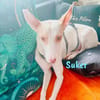 Suker wird euer Leben bereichern3/21DE