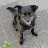 Keya sucht ein ruhiges Zuhause