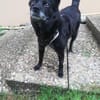 Keya sucht ein ruhiges Zuhause