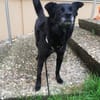 Keya sucht ein ruhiges Zuhause