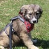 Süße Phoebe sucht neuen Wirkungskreis
